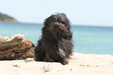 PETIT CHIEN LION 096